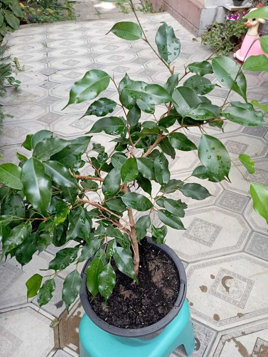 Продам комнатные растения