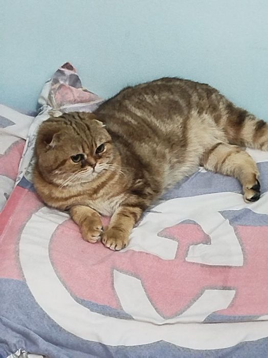 Продается кот шотландский скоттиш фолд окраска золотой мрамор
