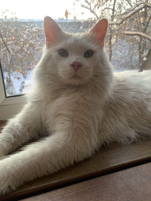 мальчик мейнкун с родословной