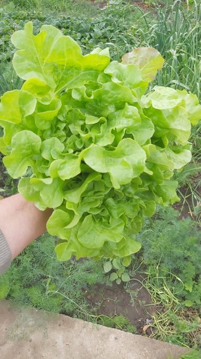 Петрушка кудрявая, укроп, лист салата