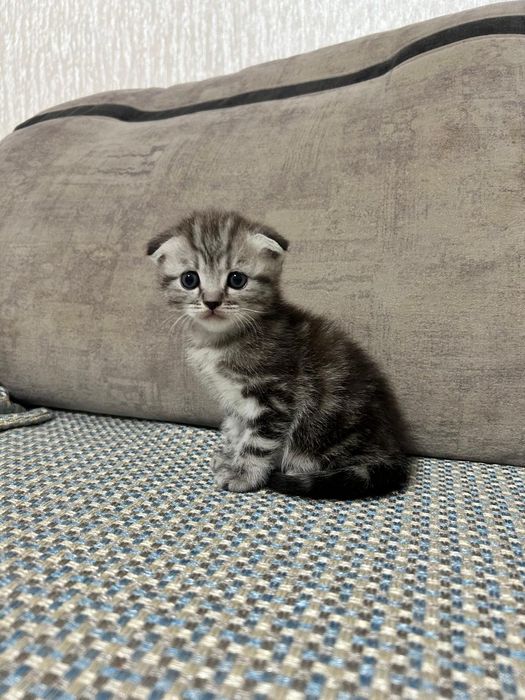 Продаётся вислоухая шотландская девочка