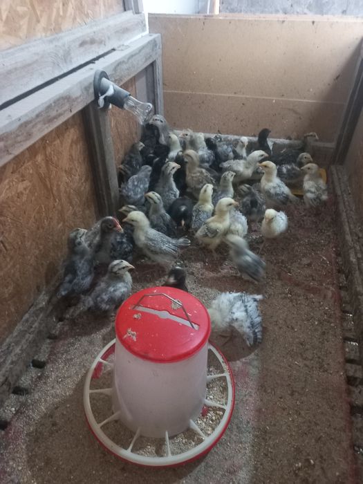 Продам цыплят месячных