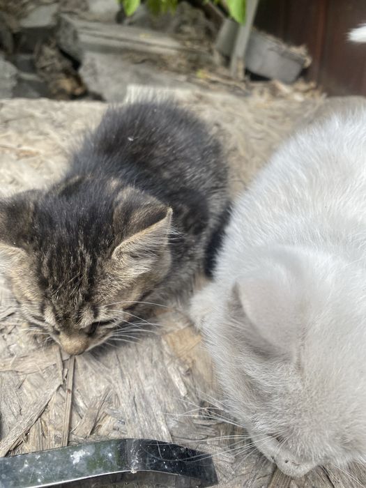 Котята маленькие