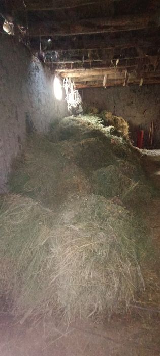 Беда  Ути сотилади