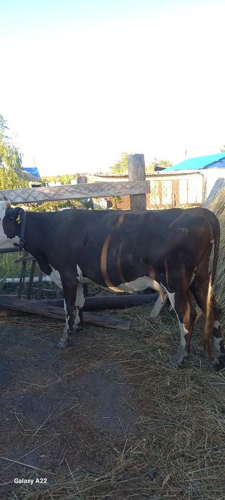Сауынды сиыр. Продаётся корова.