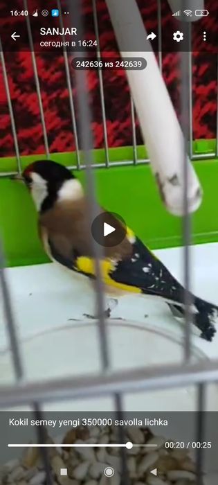 Sava kokil saratvlayam bor