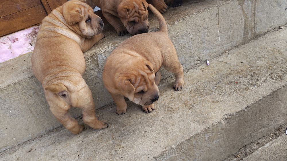 Cățeluși Sharpei