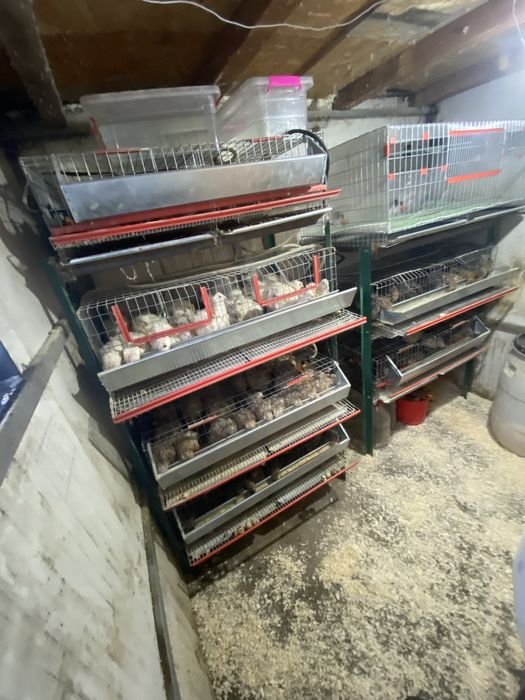 Disponibil oua proaspete de prepelite pentru consum si incubat