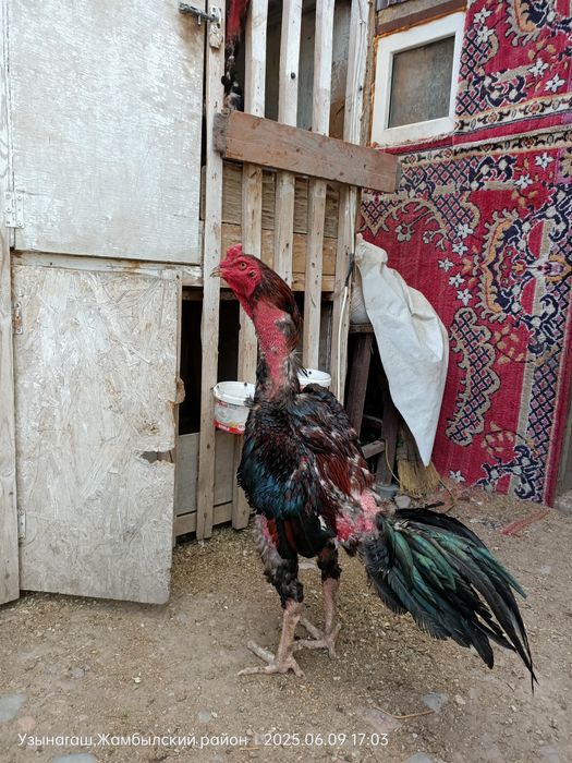 Дакан сильный петух