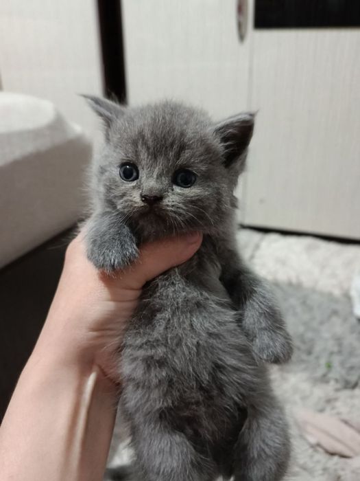 продаются шотландские вислоухие, scottish fold