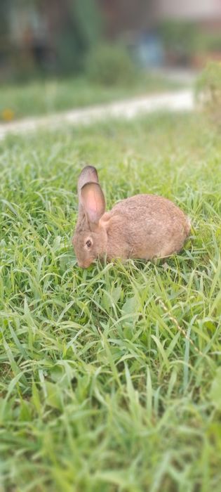 Quyonlar sotilad Прадаютса кролики
