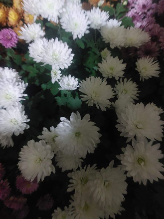 Хризантема мультифлора