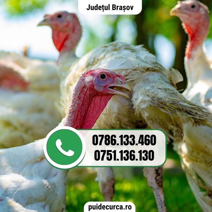 Pui curca 1.5 - 2 kg (livrari in 16 judete)
