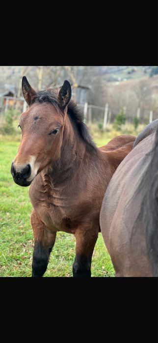 Vand manza de 4 luni!
