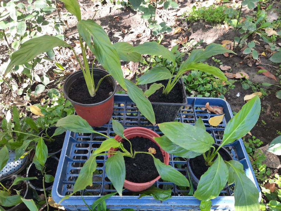 Срочно продам комнатные растения