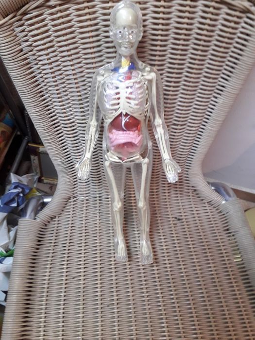 Анатомичен макет