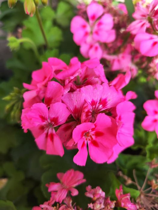 Продам герань , разная