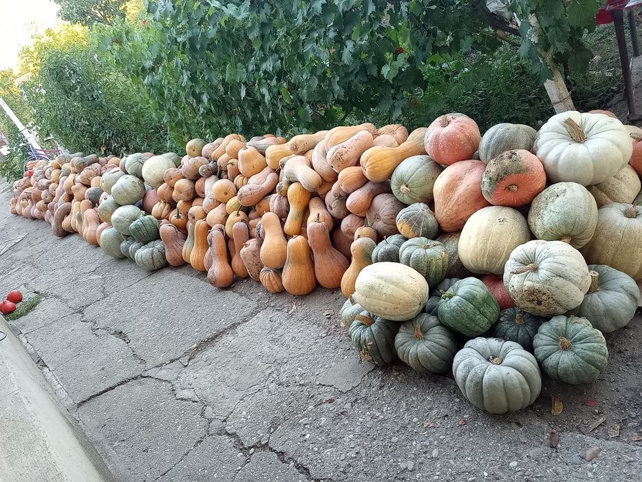 Dovleci Plăcintari Turcești și de supa&piure