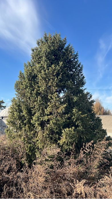 Продам ёлки находится в посёлке Ключи