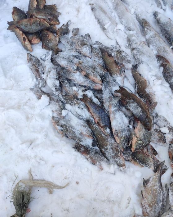 Свежая Щука речная с Торгая