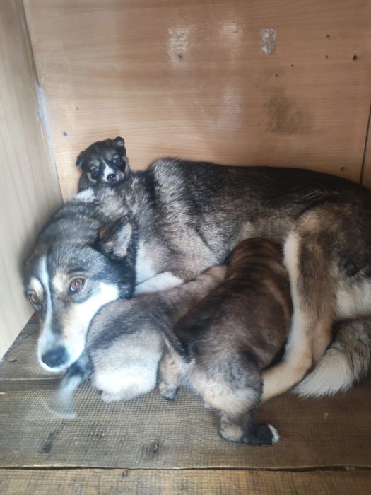 Щенки Лайки в добрые руки