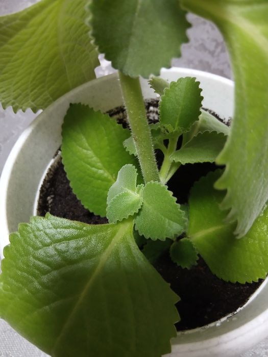 Мята комнатная душистая