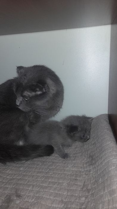 Продаю катят не дорого самие красивиеи не торгуеу позвоните поговариви