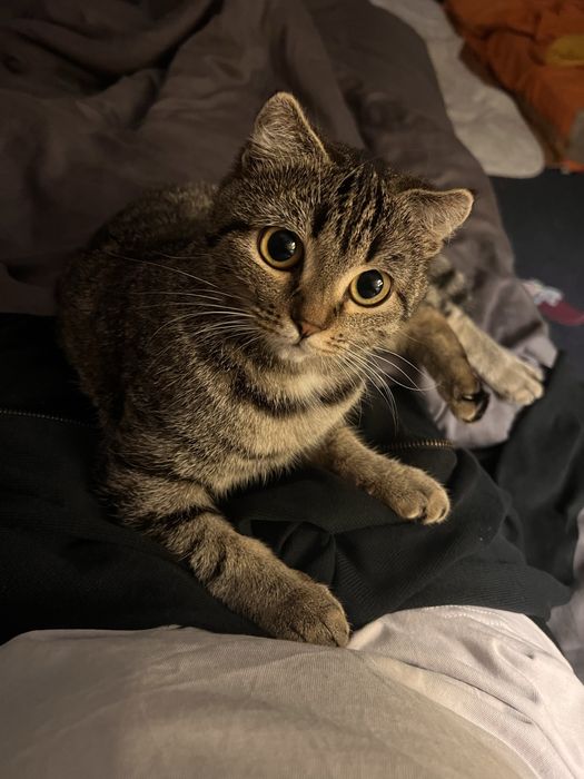 Отдам кошку в хорошие руки