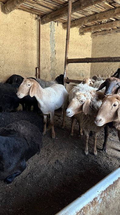 Urgʻochi qoyla sotiladi