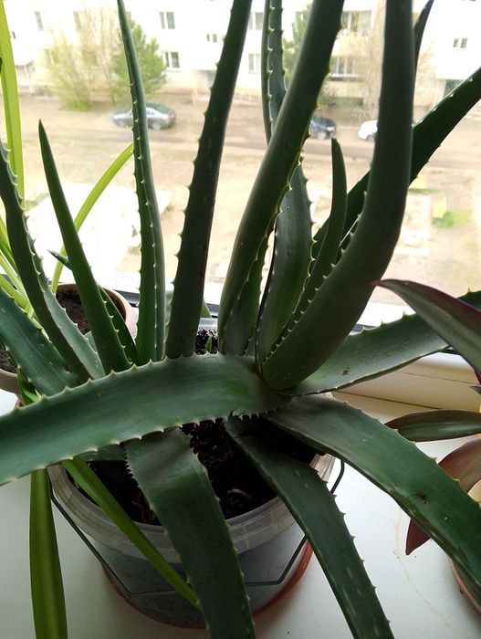 Продам комнатные цветы.