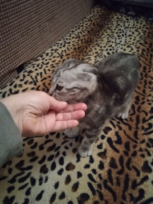 Продам котёнка шотландского