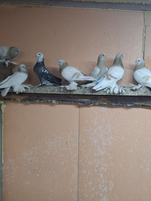 Продам голубей игра гребля тяга