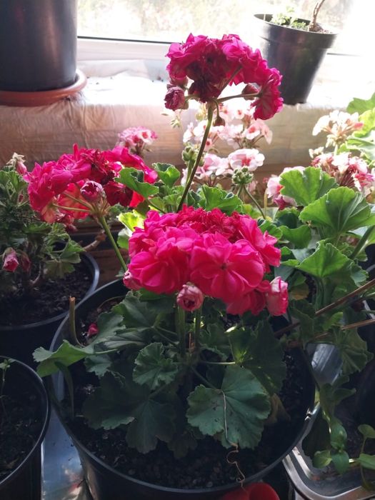 Сортовые пеларгонии