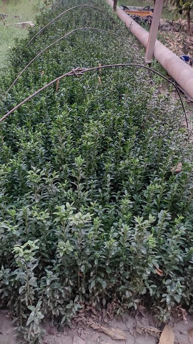 Шамшод кўчатлари сотилади