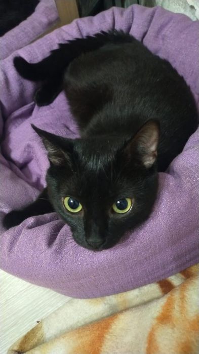 Котик потеряшка ищет своих хозяев