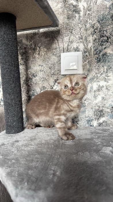 Красивейшие котята британцы