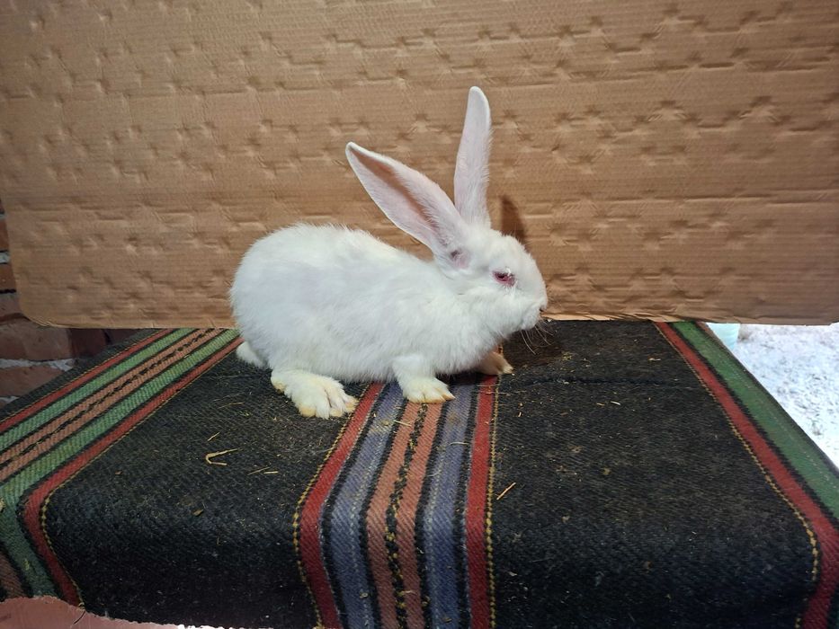 Зайци великани големи и малки