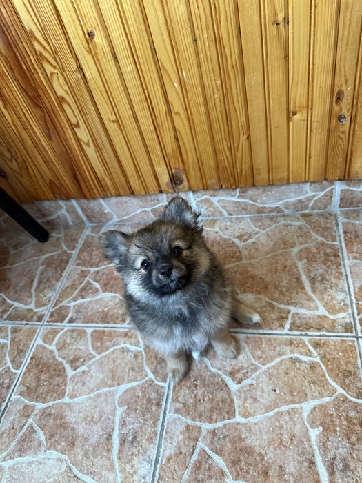 Кученца померани