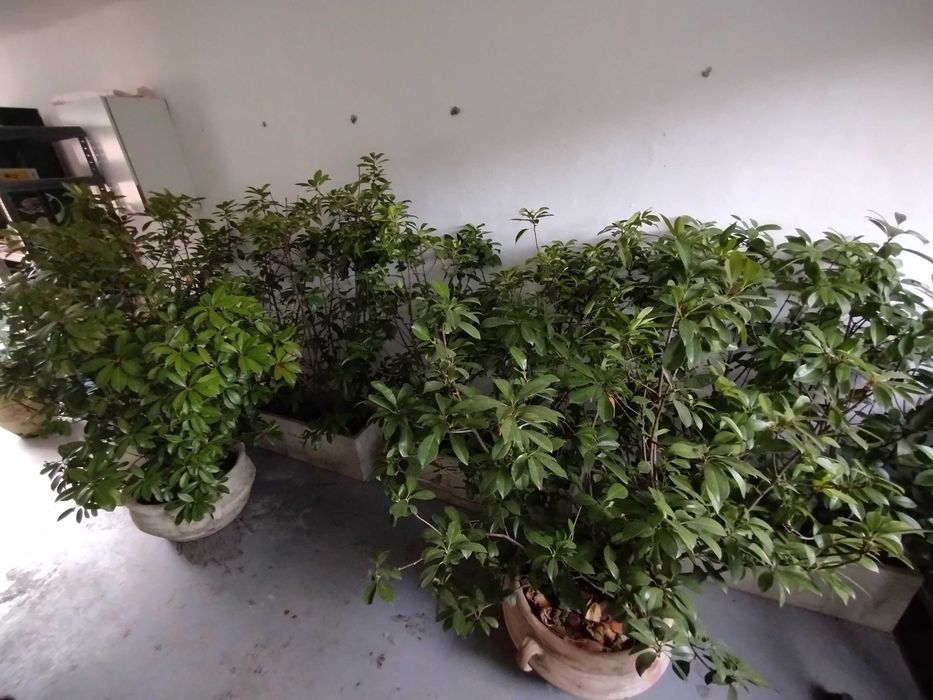 Flori ornamentale pentru terasa