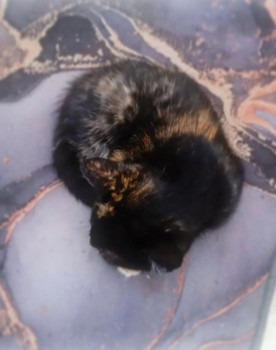 Котенок девочка в добрые руки .