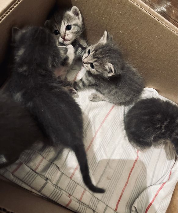 Кому нужна котёнок заберите