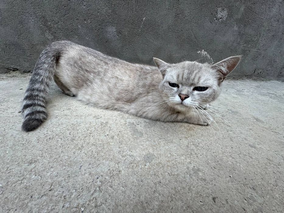 Britanskiy mushuk sotiladi