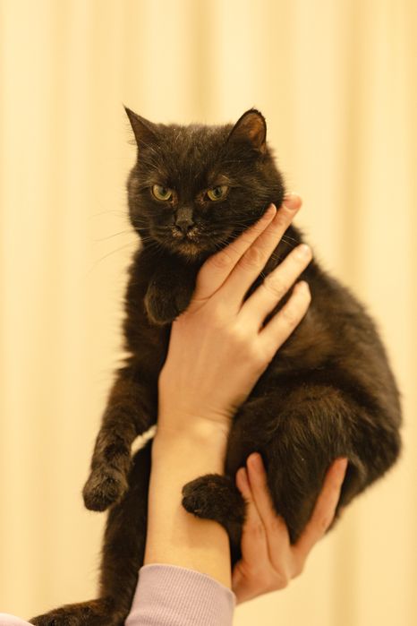 Кошка в поиске дома