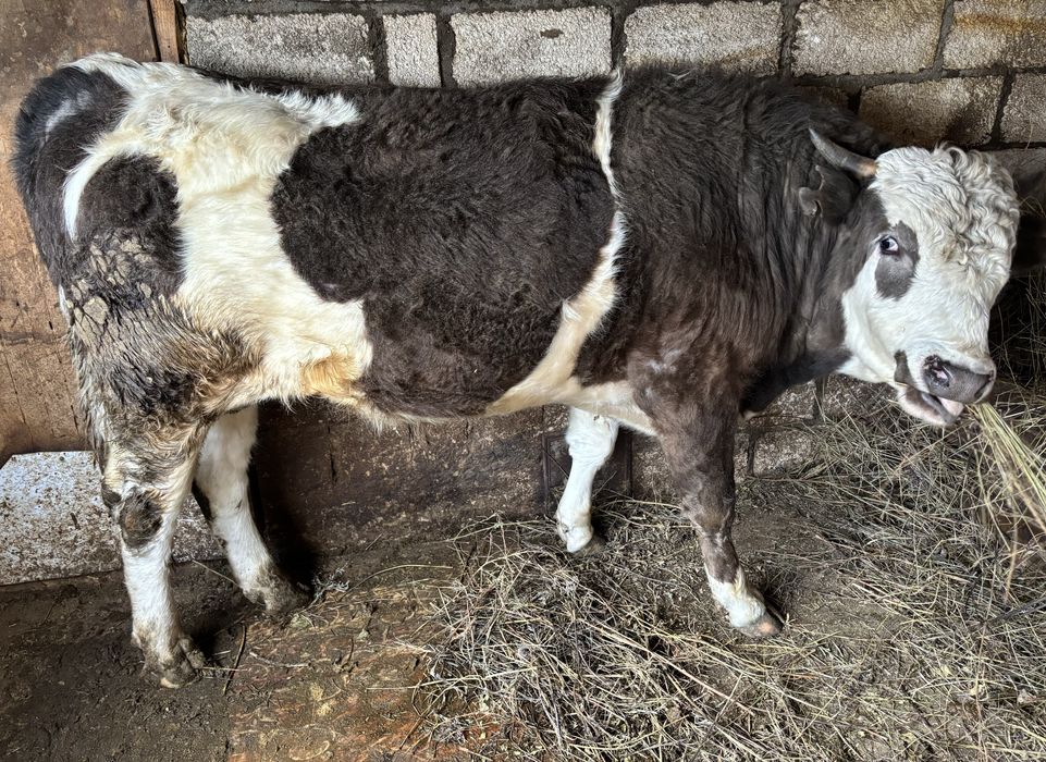 Продам двух бычков