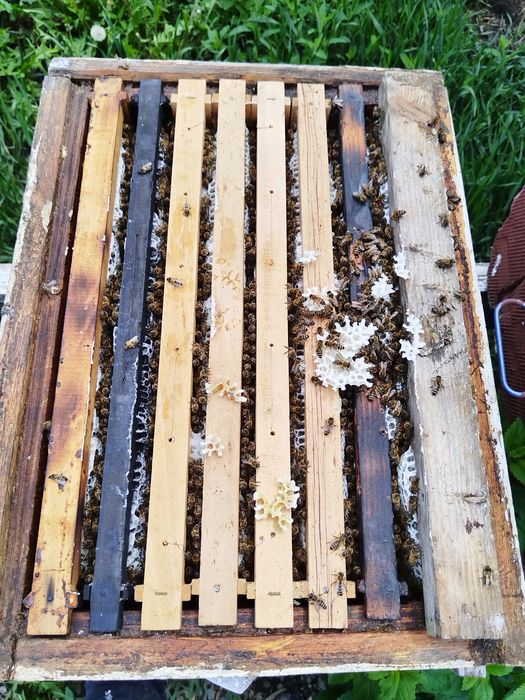 Roi albine naturali și familii  de vânzare