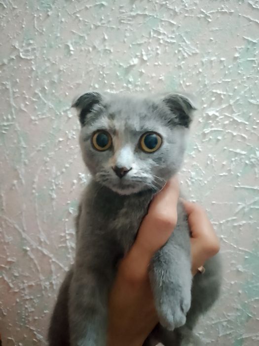 Продаётся кошка Скоттиш фолд
