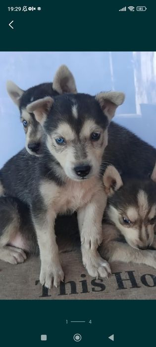 ДеВоЧки и МальЧики породистые щенки