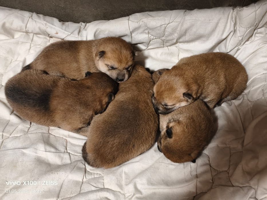 Щенки сиба- ину.