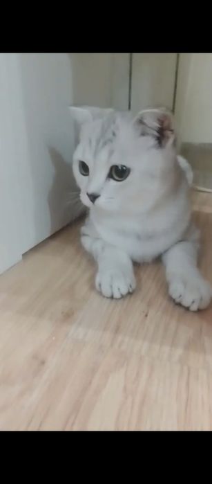 В заботливые добрые руки