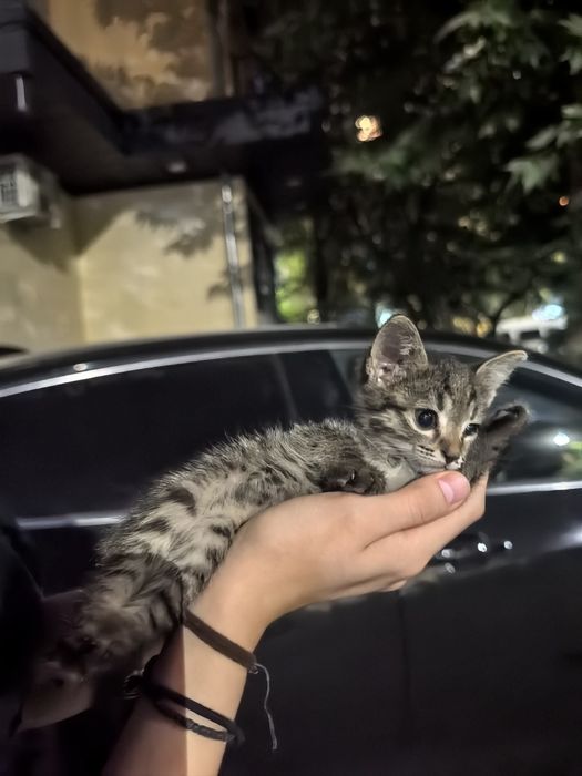Отдам котёночка в добрые руки